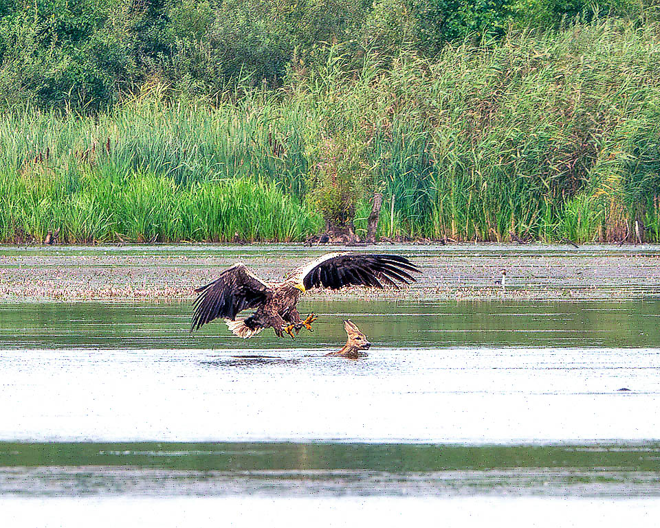 Un cerbiatto che nuota in difficolt&agrave; potrebbe essere una grossa preda, e spianando i suoi artigli affilati che raggiungono i 4 cm questo Haliaeetus albicilla tenta il colpo.