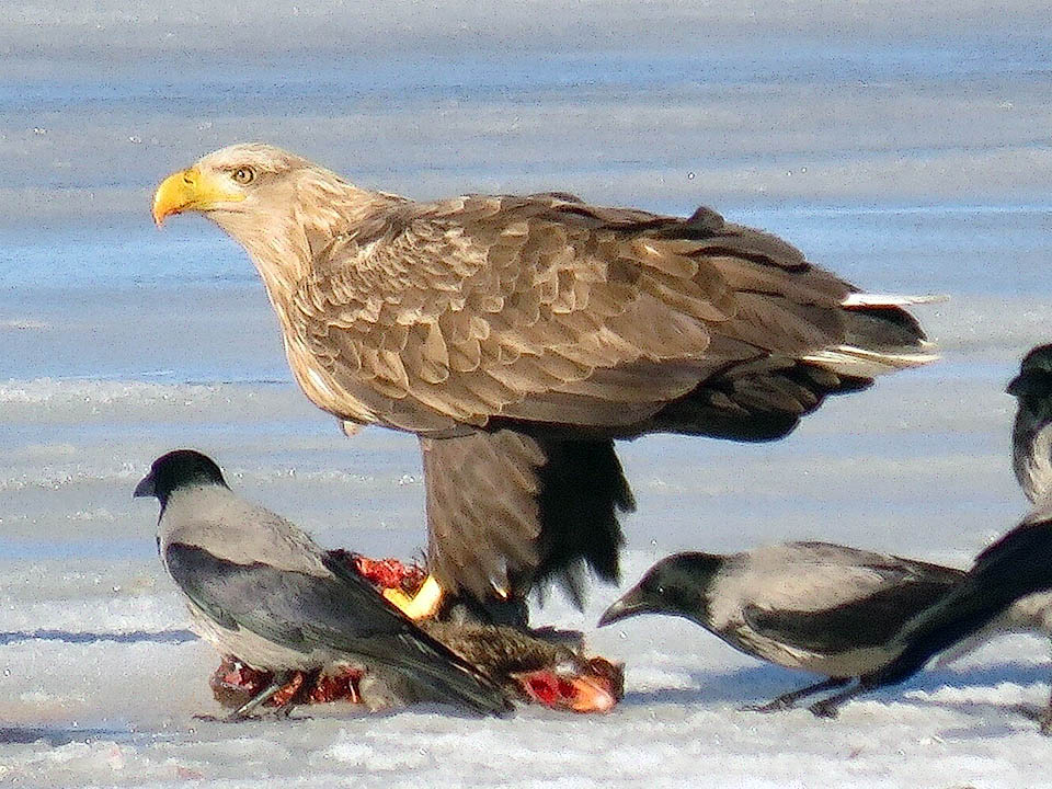 Molto pi&ugrave; facile &egrave; rubare il cibo a queste cornacchie (Corvus cornix) intente al pasto.