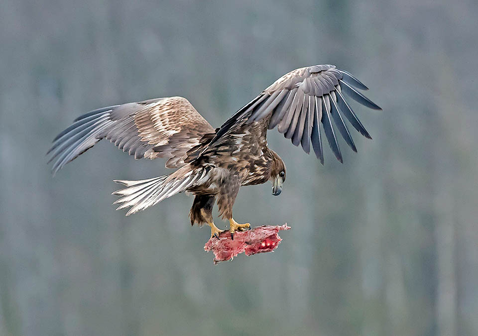 Meglio allora afferrare il bottino e volar via per assaporarlo con calma altrove.