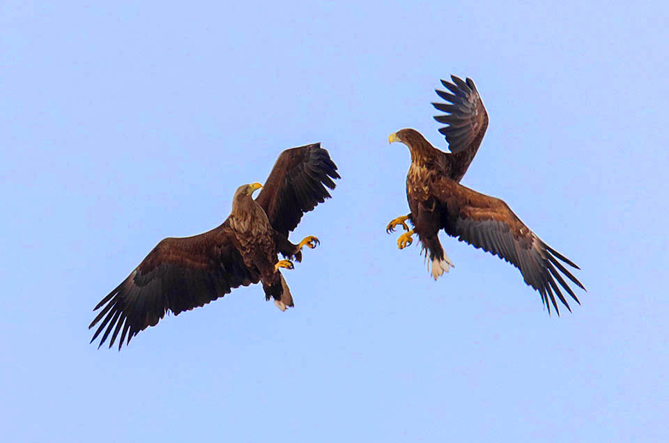 Nella stagione propizia, le coppie si riformano occupando i medesimi areali degli anni precedenti. Il corteggiamento, con forti vocalizzi udibili a distanze notevoli, consiste in volteggi sul proprio territorio ed esibizioni spettacolari tra le quali la caduta libera dei due partner avvinghiati l&rsquo;un l&rsquo;altro con gli artigli, in spericolati e lunghi avvitamenti.