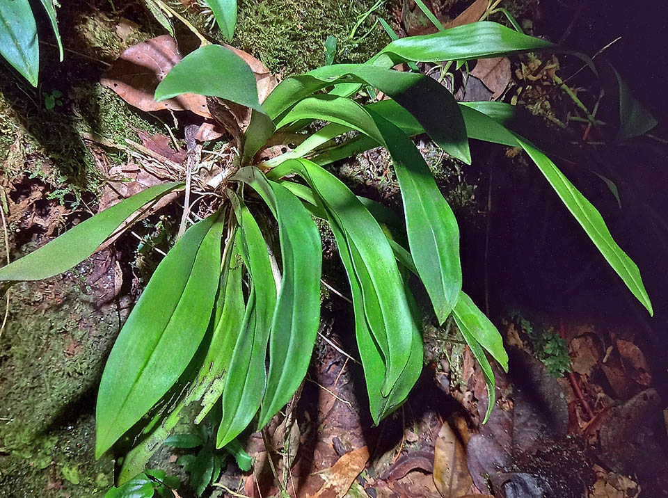 Dracula rezekiana Dracula rezekiana è una piccola epifita, nativa delle province del Napo e di Zamora Chinchipe in Equador, dove cresce nelle foreste ad altitudini comprese tra 800 e 1700 m.