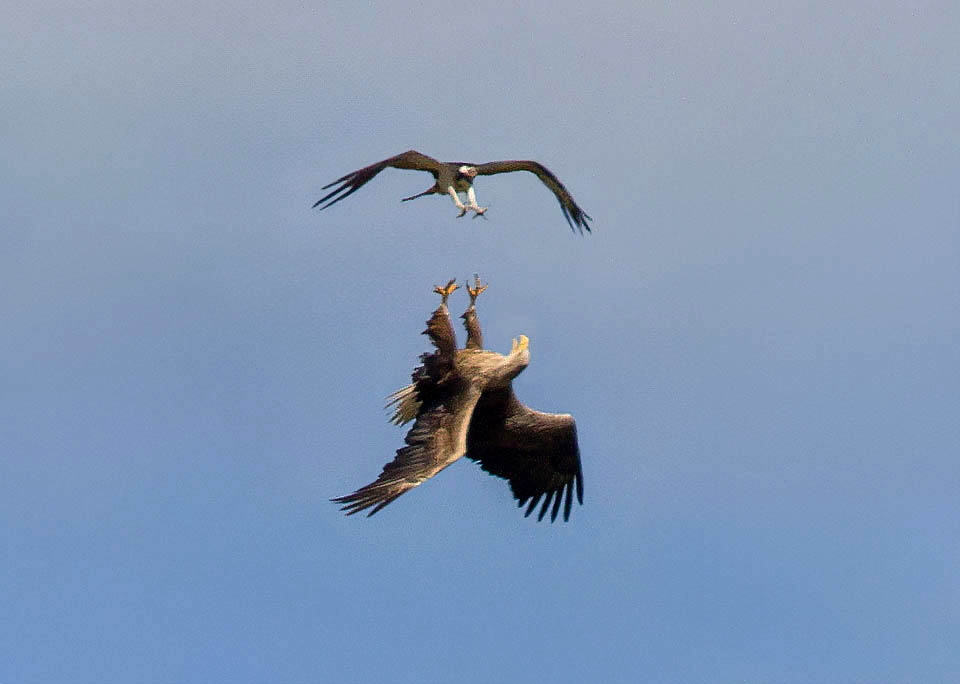 Valido concorrente per la pesca al volo &egrave; il Falco pescatore ( Pandion haliaetus ) e sorgono quindi spesso dispute territoriali.