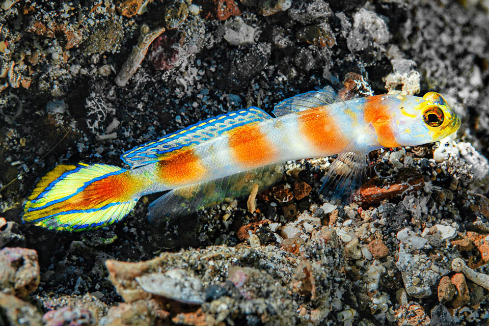 Inserito per la sua vistosa coda fra i ghiozzi bandiera, il Ghiozzo di Yano (Amblyeleotris yanoi) vive nel Pacifico occidentale.