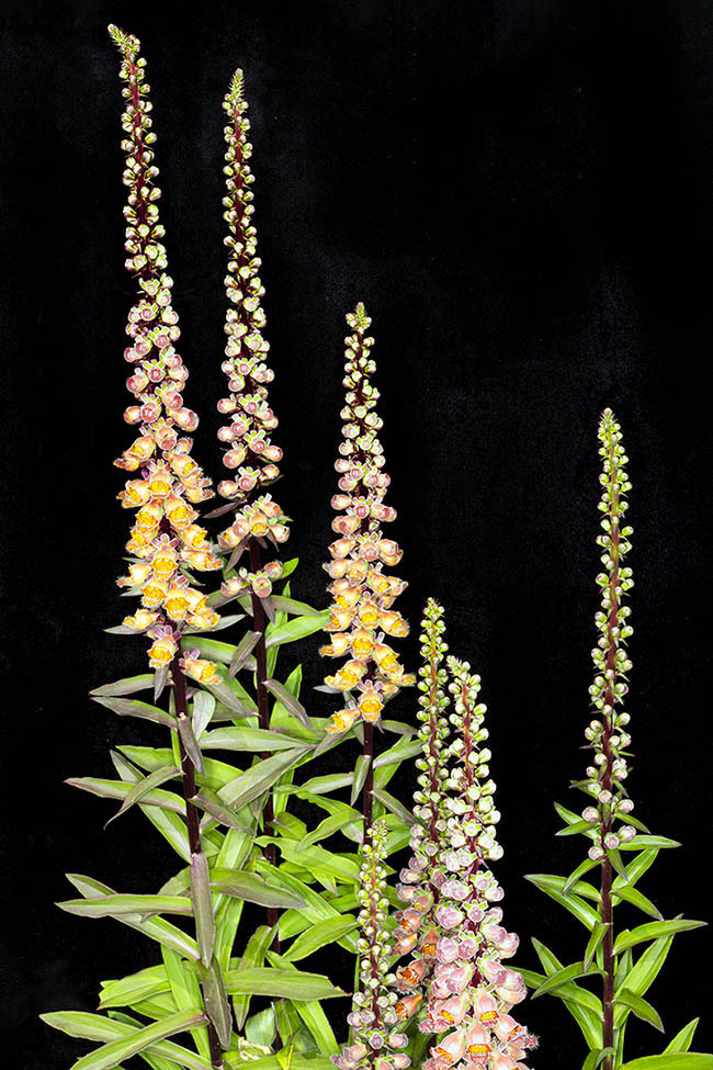 Digitalis ferruginea cresce fra 500 e 1700 m d&rsquo;altitudine nel Mediterraneo nord-orientale.