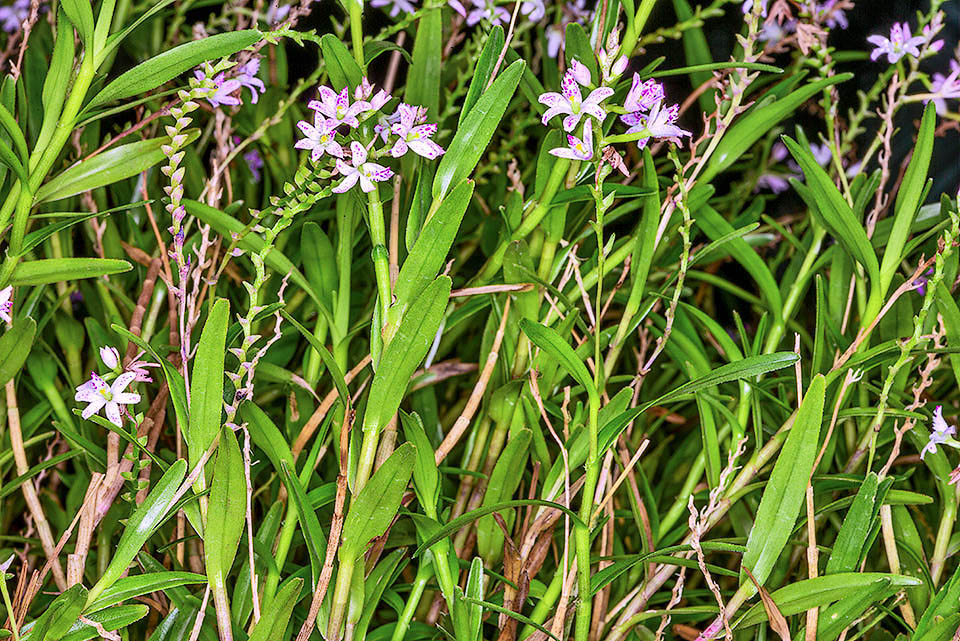 Epidendrum fimbriatum vit en for&ecirc;t tropicale humide sud-am&eacute;ricaine &agrave; 1100-3700 m d'altitude. Ses tiges &agrave; feuilles longues, &eacute;largies au centre, &eacute;voquent des roseaux.