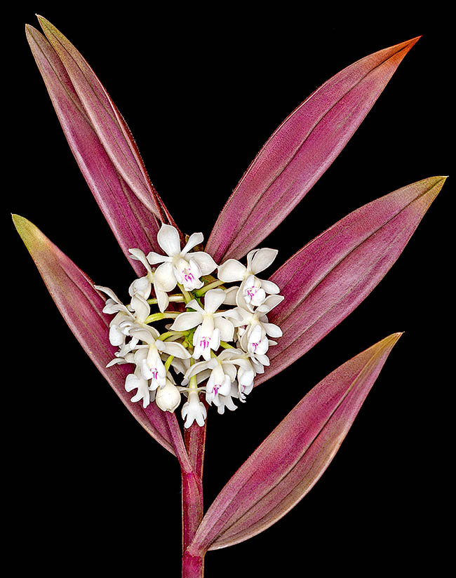 Epidendrum hugomedinae Epidendrum hugomedinae è un’epifita scoperta di recente nell’Ecuador sud-orientale a circa 1600 m d’altitudine.