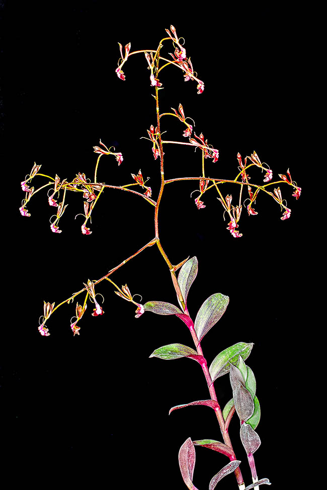 Epidendrum melanoporphyreum, Epidendro nero-viola Epidendrum melanoporphyreum è un’orchidea epifita e terricola delle umide foreste montane del Perù settentrionale.