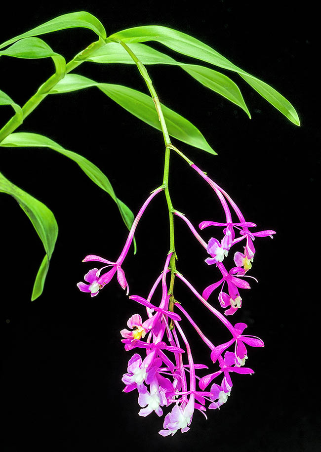 Epidendrum porphyreum Epidendrum porphyreum è una specie epifita o terricola, cespitosa, alta 50-130 cm e nativa delle umide foreste montane occidentali delle Ande, dalla Colombia meridionale all’Ecuador centrale, fra 1500-3300 m d’altitudine.
