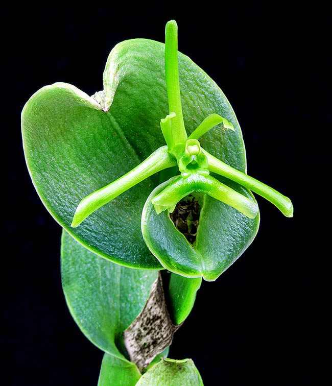 Epidendrum sympetalostele