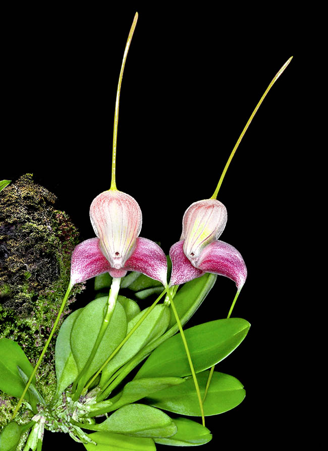 Masdevallia caudata Masdevallia caudata es una orquídea nativa de los bosques nubosos de Colombia y el occidente de Venezuela.
