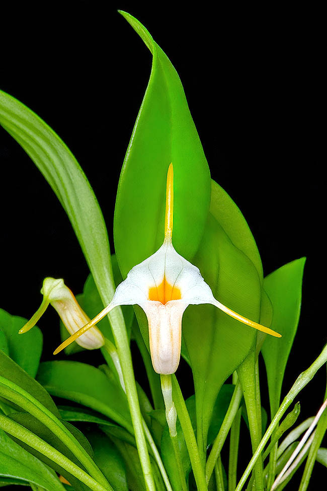 Masdevallia fuchsii &egrave; un&rsquo;orchidea delle foreste nebulose del Per&ugrave; centrale, ad altitudini comprese tra 1400 e 1700 m