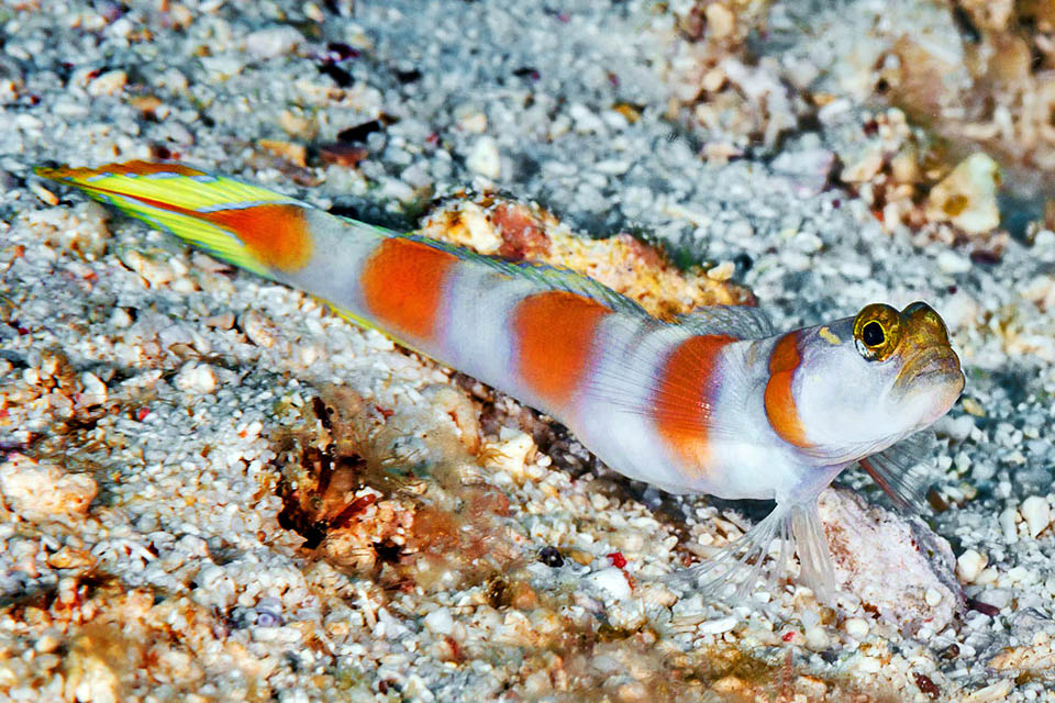 Lungo al massimo 13 cm, Amblyeleotris yanoi ha una vistosa livrea con 5 barre rosso arancio su fondo chiaro, intervallate da strette selle marroni.