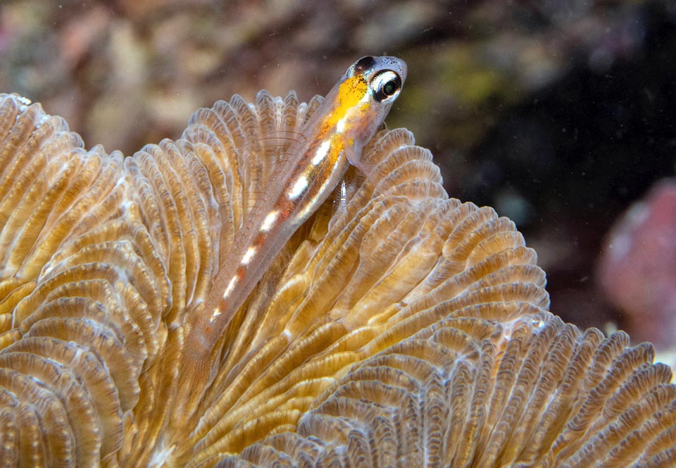 The diaphanous body, with mimetic drawings, protects from predators when staying on the bottom, but when swims is an easy target and adults rarely exceed 2 months.