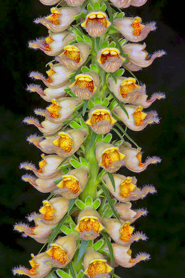 I fiori di Digitalis ferruginea, posti all&rsquo;ascella delle brattee, sono ermafroditi e solo parzialmente a simmetria bilaterale.