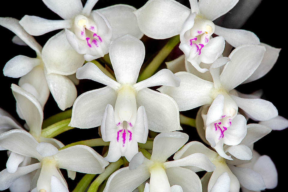 Epidendrum hugomedinae L’infiorescenza di Epidendrum hugomedinae porta fino a 28 fiori di circa 1 cm che si aprono simultaneamente. È pluri-racemosa con l’asse principale rifiorente per diversi anni.