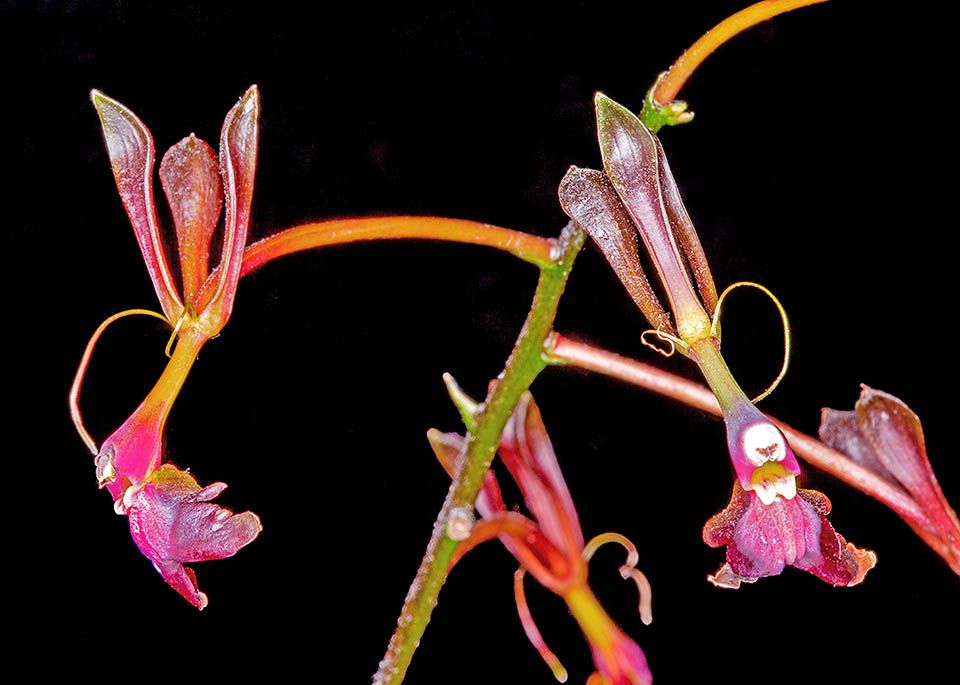 Epidendrum melanoporphyreum, Epidendro nero-viola L’infiorescenza di Epidendrum melanoporphyreum porta circa 25 fiori che si aprono quasi simultaneamente. Sono resupinati e inodori con consistenza cerosa.