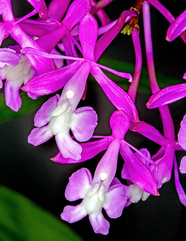 Epidendrum porphyreum L’infiorescenza apicale a pannocchia di Epidendrum porphyreum porta fino a 40-150 fiori che si aprono insieme. Coltura facile.