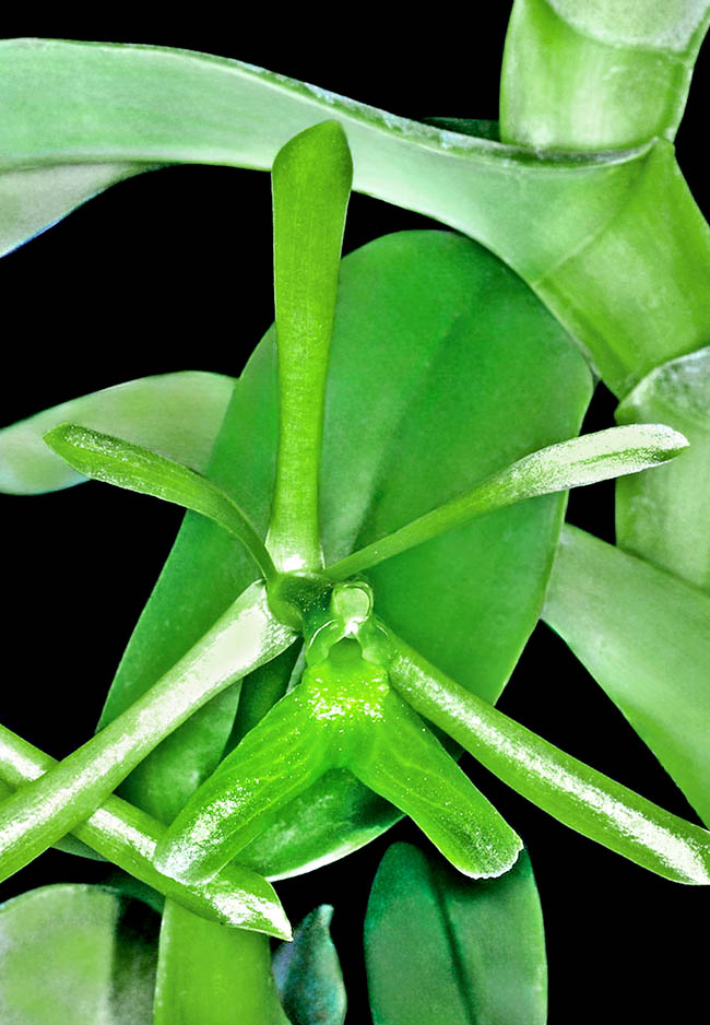 Epidendrum sympetalostele L’infiorescenza, terminale e sessile di Epidendrum sympetalostele si forma sul fusto e reca al massimo 3 fiori verdastri che si aprono insieme. Non figura ancora nella Lista Rossa IUCN ma è una specie rara e vulnerabile per la distruzione dell’habitat.