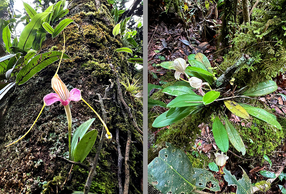 Masdevallia caudata Es una orquídea epífita o terrestre. Crece entre 1800 y 3300 m de altitud, alcanzando los 10 cm de altura con hojas erectas, coriáceas, elípticas y subagudas a obtusas.