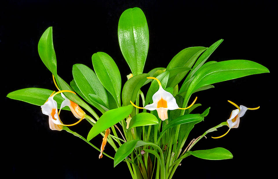 Masdevallia fuchsii &egrave; una piccola orchidea epifita cespitosa, con foglie erette ellittico-obovate, coriacee e picciolate, che possono raggiungere i 11,5 cm.