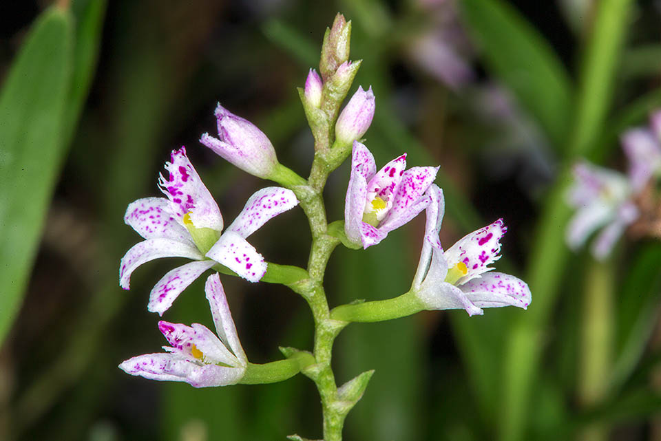 Orchid&eacute;e &eacute;piphyte, terricole ou lithophyte, &agrave; port retombant, qui atteint 35 cm de haut au bout de sa riche inflorescence terminale.