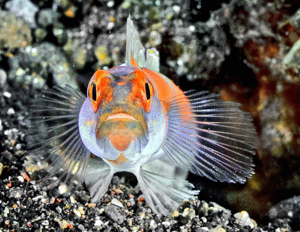 Amblyeleotris yanoi trascorre le ore di luce all&rsquo;ingresso della tana, scavata sul fondale dal gamberetto simbionte Alpheus randalli, nutrendosi al volo di krill e piccoli crostacei del genere Mysis.