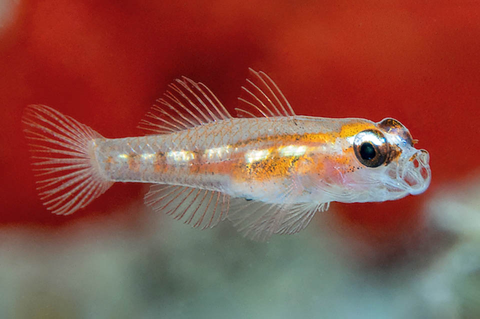 It feeds only on plankton it fastly seizes with its small horizontally protruding mouth.