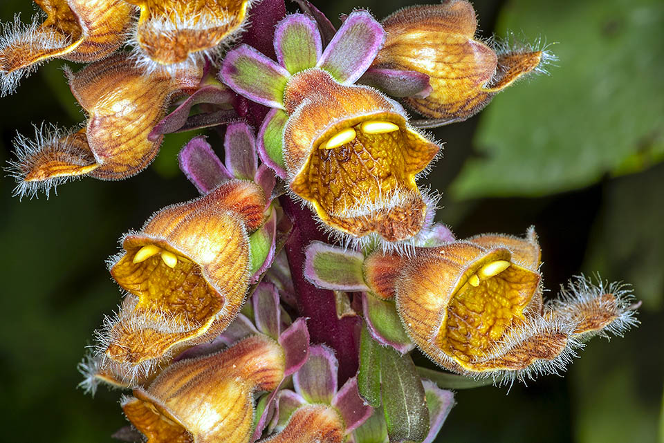 La corolla di Digitalis ferruginea ha peli minuti, ed il calice 5 sepali con bordo biancastro o violaceo. Il lato inferiore della corolla, interamente barbato, &egrave; notevolmente sporgente rispetto ai laterali.
