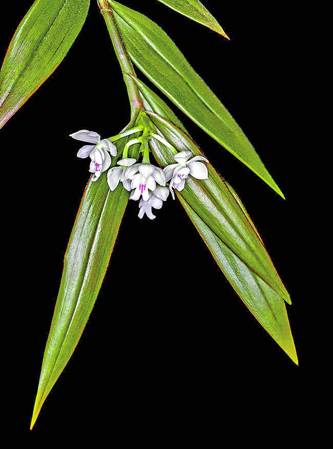 Epidendrum hugomedinae Abbastanza rustica, Epidendrum hugomedinae è un’orchidea di facile coltura anche in casa con spettacolari fioriture ripetute spesso nell’anno.
