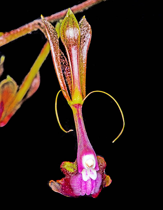 Epidendrum melanoporphyreum, Epidendro nero-viola Nei fiori scuri di Epidendrum melanoporphyreum domina il viola, lucente nella parte apicale. Curiose escrescenze ricurve dette calli.