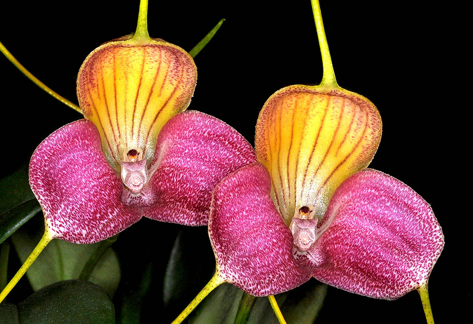 Masdevallia caudata En cultivo requiere luz filtrada, alta humedad y buena ventilación. Al carecer de pseudobulbos, no puede almacenar agua, por lo que el sustrato debe estar un poco húmedo.