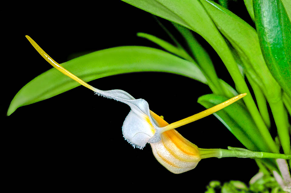 Il sepalo dorsale di Masdevallia fuchsii .&egrave; obovato, lungo 23 mm, largo 10 mm e connato ai sepali laterali in un tubo che si distende con un&rsquo;ampia apertura. Le code gialle misurano 10-12 mm.