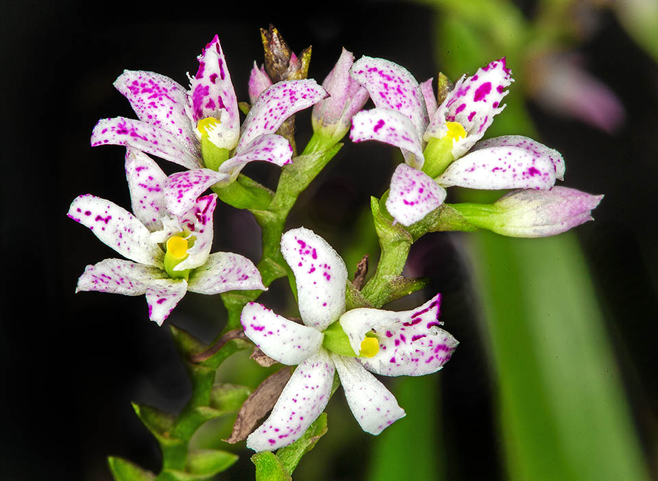 Les nombreuses fleurs de Epidendrum fimbriatum, non parfum&eacute;es, p&eacute;dicell&eacute;es, arborent des taches violac&eacute;es sur fond blanc ros&eacute;.