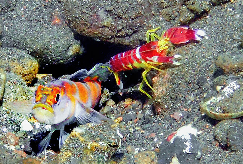 Eccolo col suo ospite timoroso e malvedente, che esce per nutrirsi di detriti solo quando il ghiozzo non gli segnala la presenza di predoni.