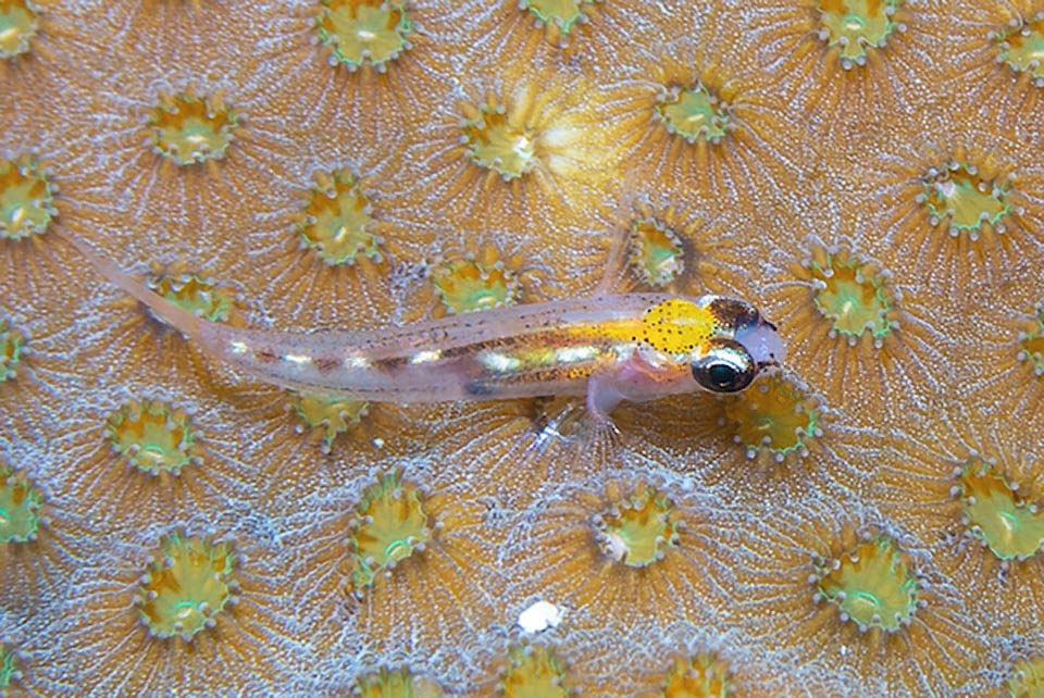 Coryphopterus hyalinus now appears as vulnerable in the IUCN Red List. Its environment is disappearing due to death of the corals and is preyed upon by Pterois volitans.