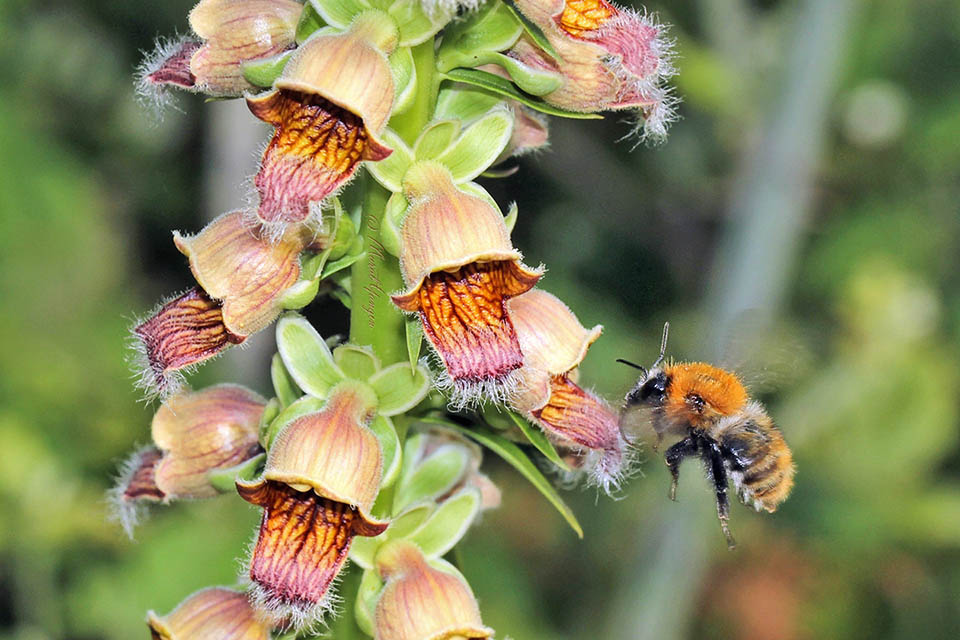 La fioritura di Digitalis ferruginea avviene in giugno-luglio e l&rsquo;impollinazione &egrave; affidata agli insetti, come questo bombo.