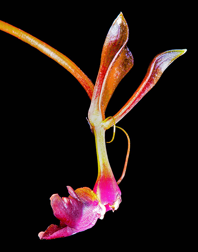 Epidendrum melanoporphyreum, Epidendro nero-viola I sepali sono ripiegati all’indietro. La coltura è facile ma richiede un'adeguata umidità.