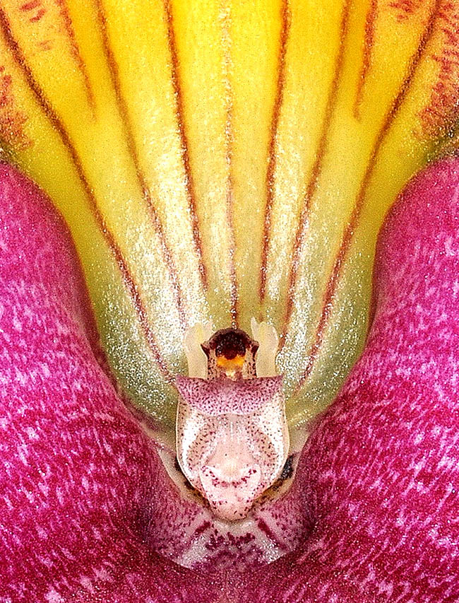 Masdevallia caudata El labelo blanco con puntos morados está plegado hacia por la mitad. En la parte superior hay dos pétalos con puntas truncadas y tridentadas, y anteras con capuchones rojizos. Los polinios son dos, amarillos y de 1 mm de largo.