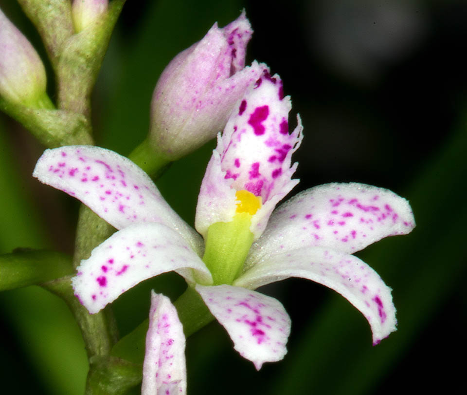 Elles ont secondairement perdu la resupination. Le labelle de Epidendrum fimbriatum est soud&eacute; &agrave; la colonne et forme un tube auquel la trompe des l&eacute;pidot&egrave;res est bien adapt&eacute;e.