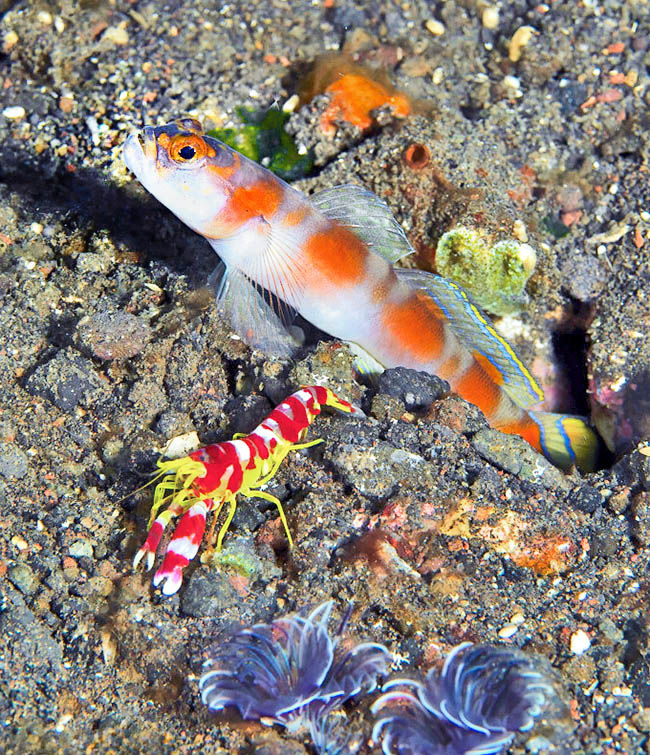 Una convergenza evolutiva per reciproco interesse, come accade ai Caraibi fra Nes longus e Alpheus floridanus.