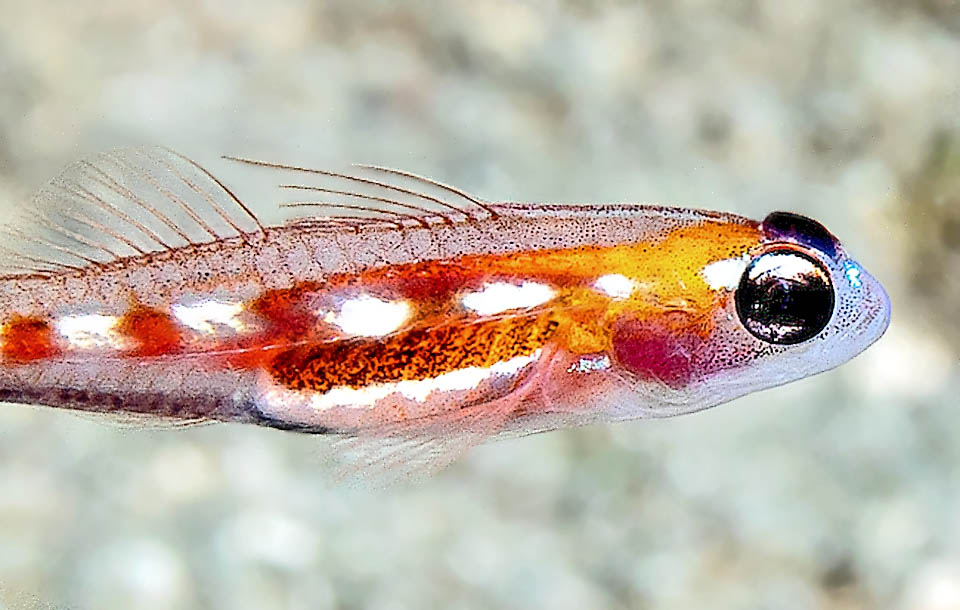 It often lives mixed with Coryphopterus personatus, almost similar species, but recognizable from the dark hatching on the edge of the scales and countless dark small dots.