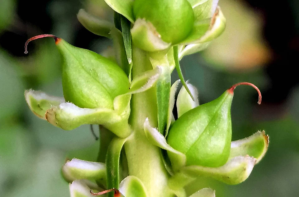 Il frutto di Digitalis ferruginea &egrave; una capsula conica con rostro apicale, formata da due valve colme di semi.