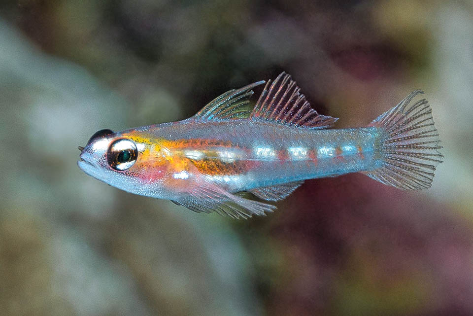 Couples form for reproduction. Small adhesive eggs are laid into a nest on the seabed and the male protects them until hatching.