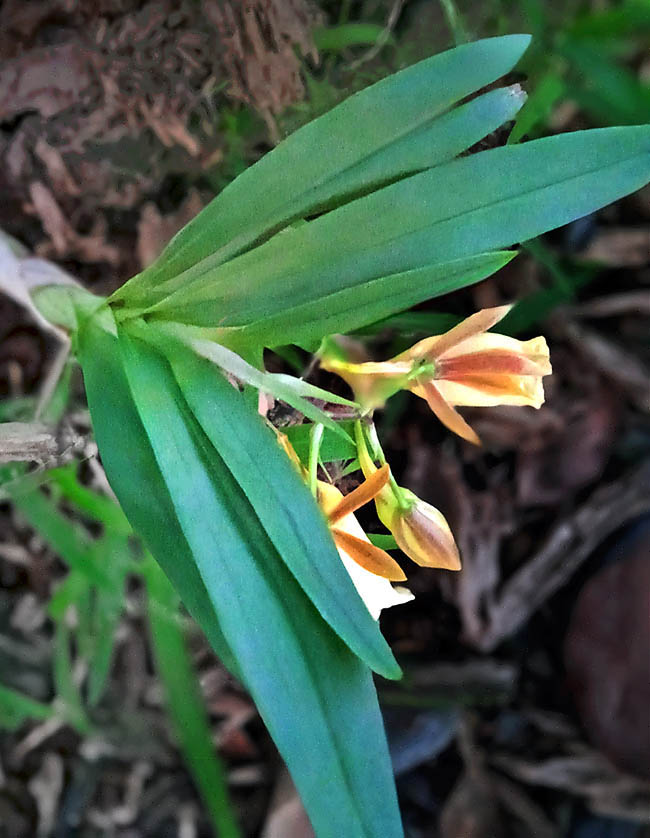 Generalmente epifita, Galeandra baueri &egrave; un&rsquo;orchidea con grandi pseudobulbi fusiformi e circa otto foglie caduche.