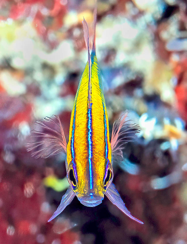 Lungo al massimo 3,5 cm, Lipogramma trilineata &egrave; caratterizzato da 3 linee blu con bordi scuri che partono dal capo.