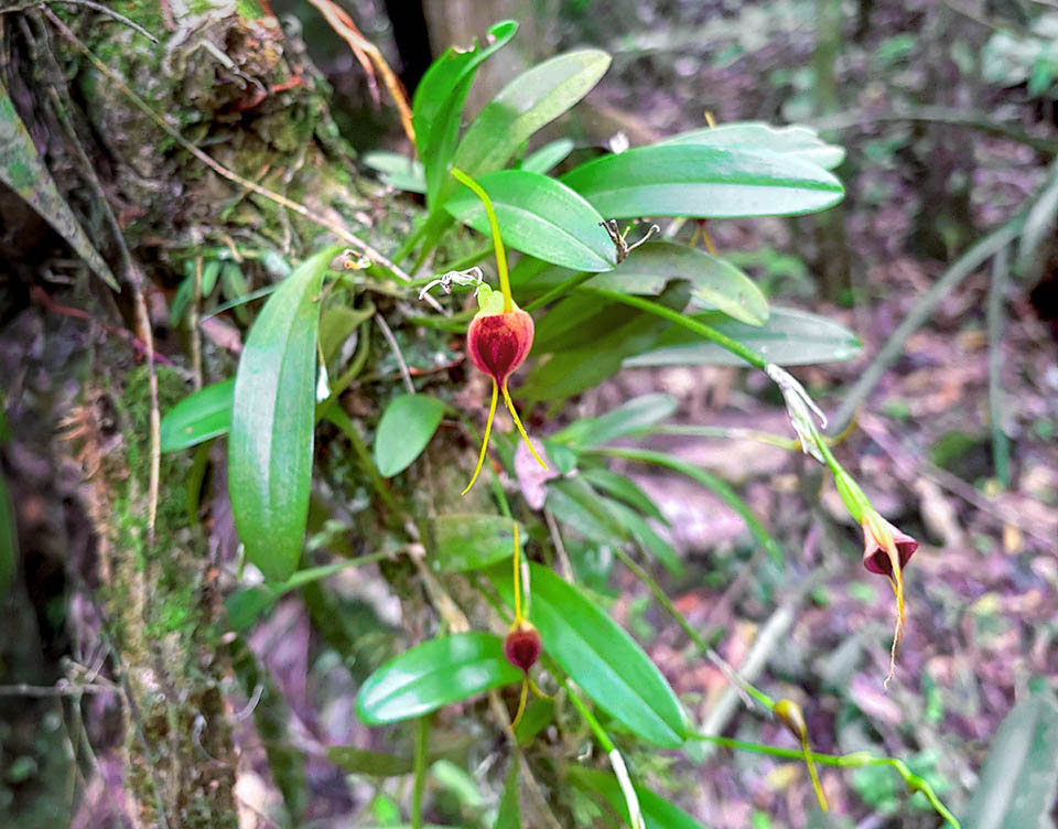 Masdevallia infracta &egrave; un&rsquo;epifita delle foreste montane del Brasile, Per&ugrave; e Bolivia, ad altitudini comprese tra 1100 e 2000 m.