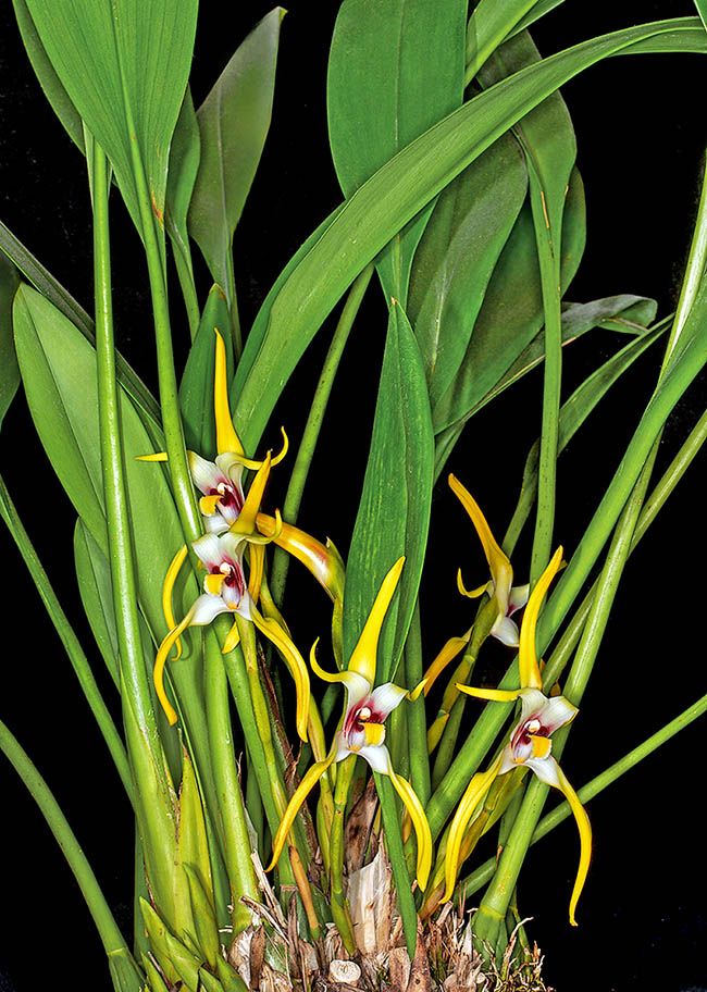 Maxillaria setigera cresce in Venezuela e Bolivia, a 40-670 m d&rsquo;altitudine, in biomi umidi con vegetazione arbustiva.