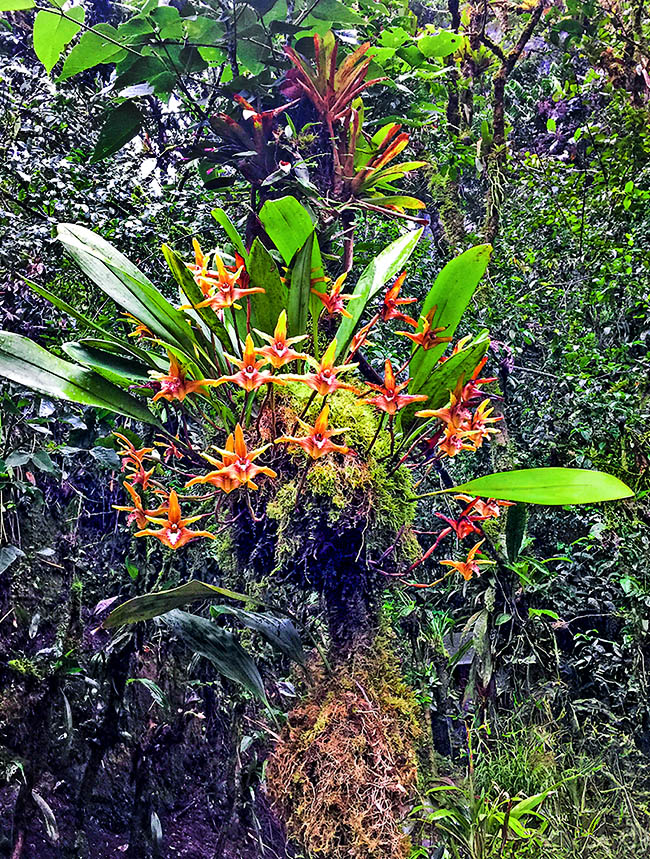 Maxillaria striata &egrave; un&rsquo;epifita delle umide foreste montane sul margine orientale andino in Per&ugrave;, Ecuador e Colombia.