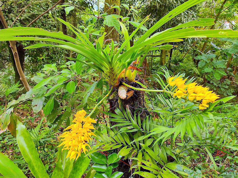 Endemic to central and south Mexico, Mormodes maculata is an epiphytic orchid of the rainforests from 600 to 2200 m of altitude