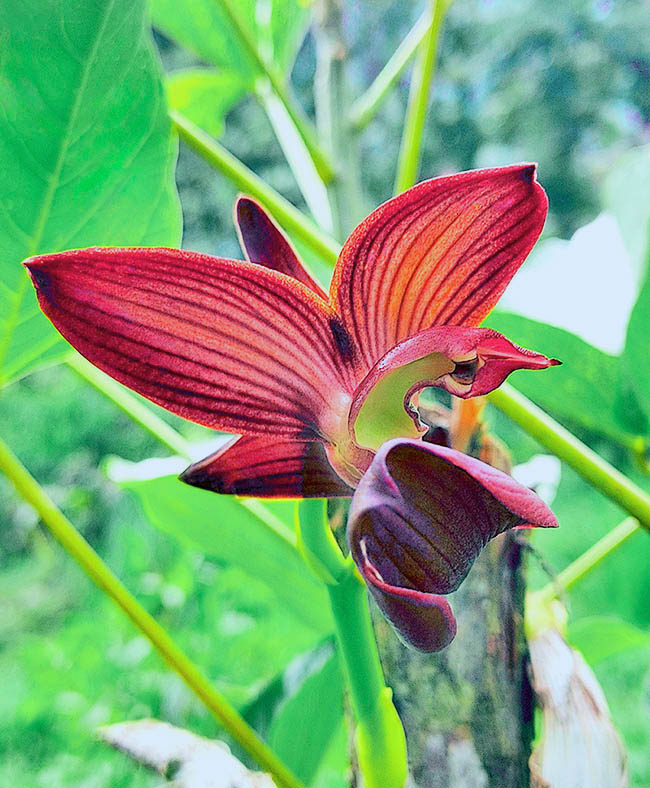 Per l&rsquo;insolito fiore, Mormodes rolfeana ben illustra l&rsquo;origine del genere Mormodes, che evoca in greco un folletto.